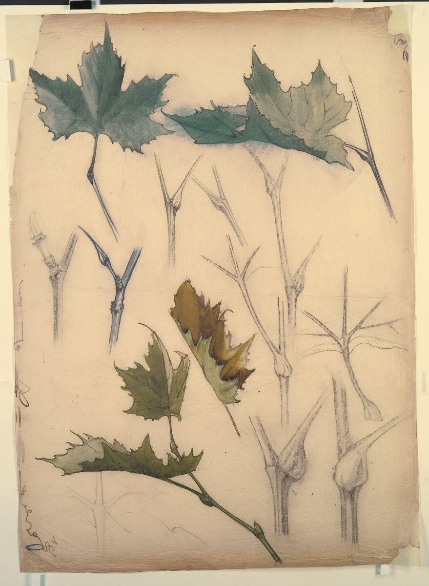 Etude de feuillage, Louis Guingot, 4e quart 19e siècle, 1ère moitié 20e siècle