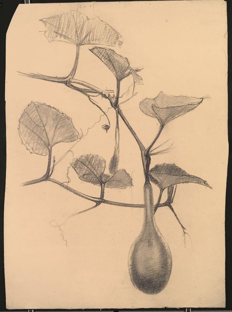 Coloquinte, Louis Guingot, 4e quart 19e siècle, 1ère moitié 20e siècle