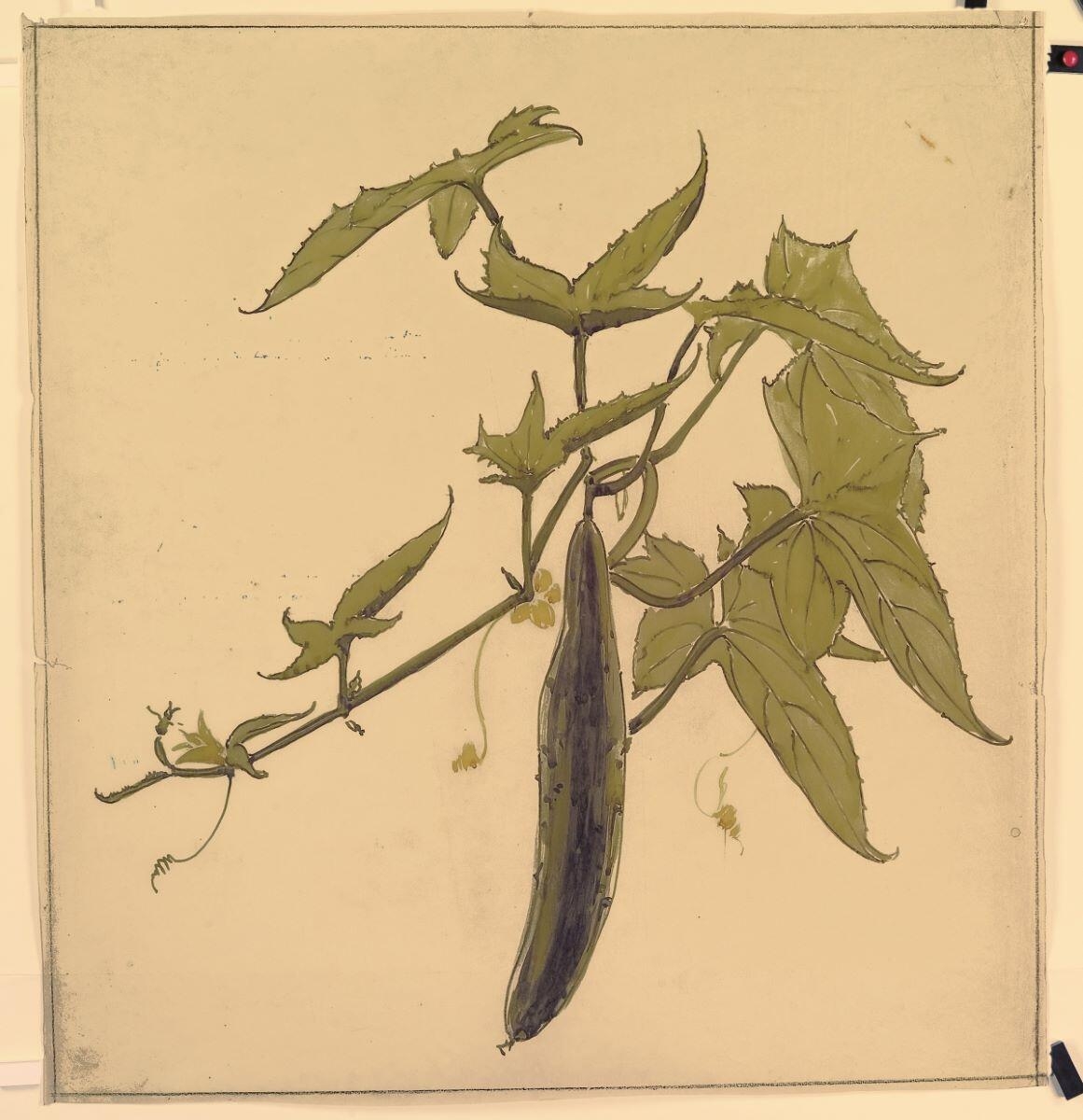 Etude de cornichon, Louis Guingot, 4e quart 19e siècle, 1ère moitié 20e siècle