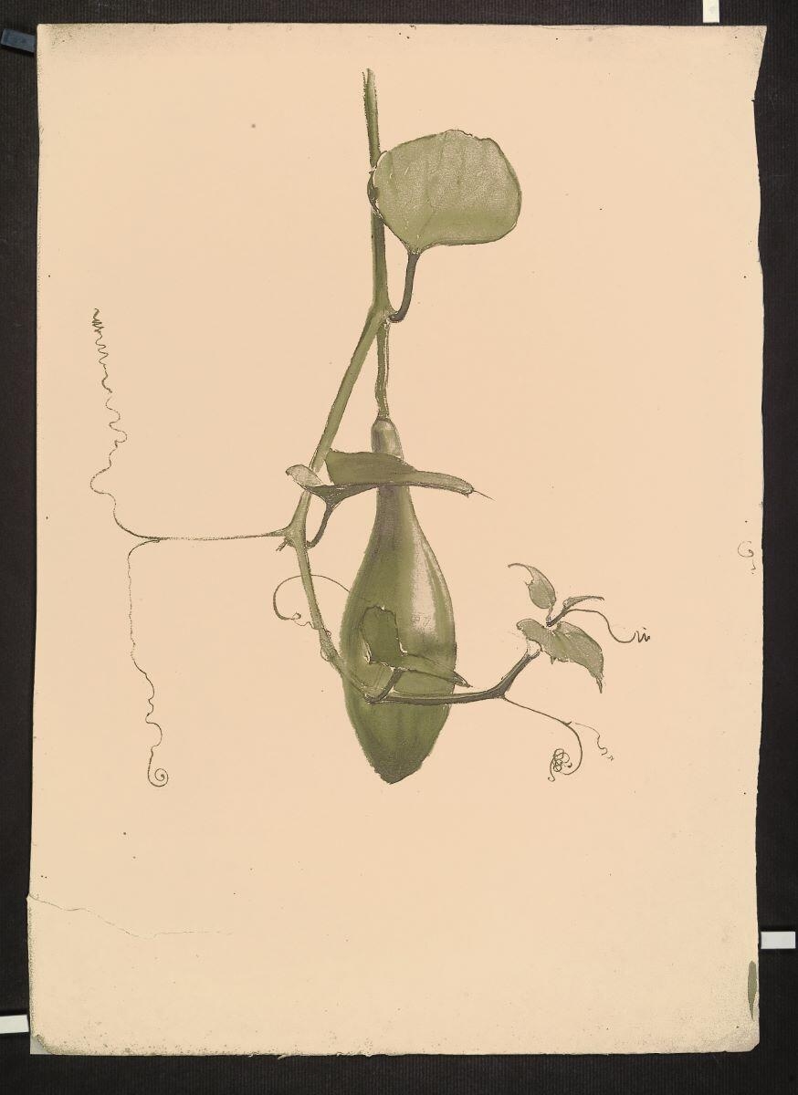 Coloquinte, Louis Guingot, 4e quart 19e siècle, 1ère moitié 20e siècle