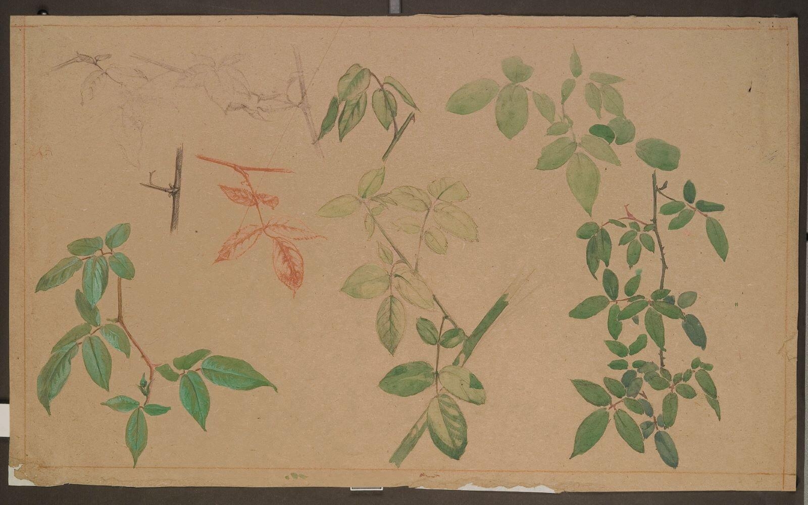 Etude de branches de rosiers, Louis Guingot, 4e quart 19e siècle, 1ère moitié 20e siècle