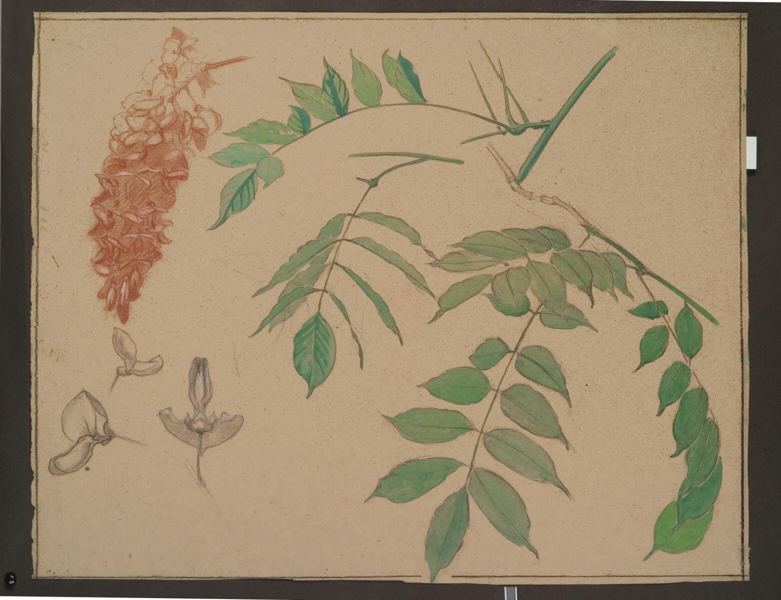 Etude de glycine (recto) ; Etude d'os (verso), Louis Guingot, 4e quart 19e siècle, 1ère moitié 20e siècle