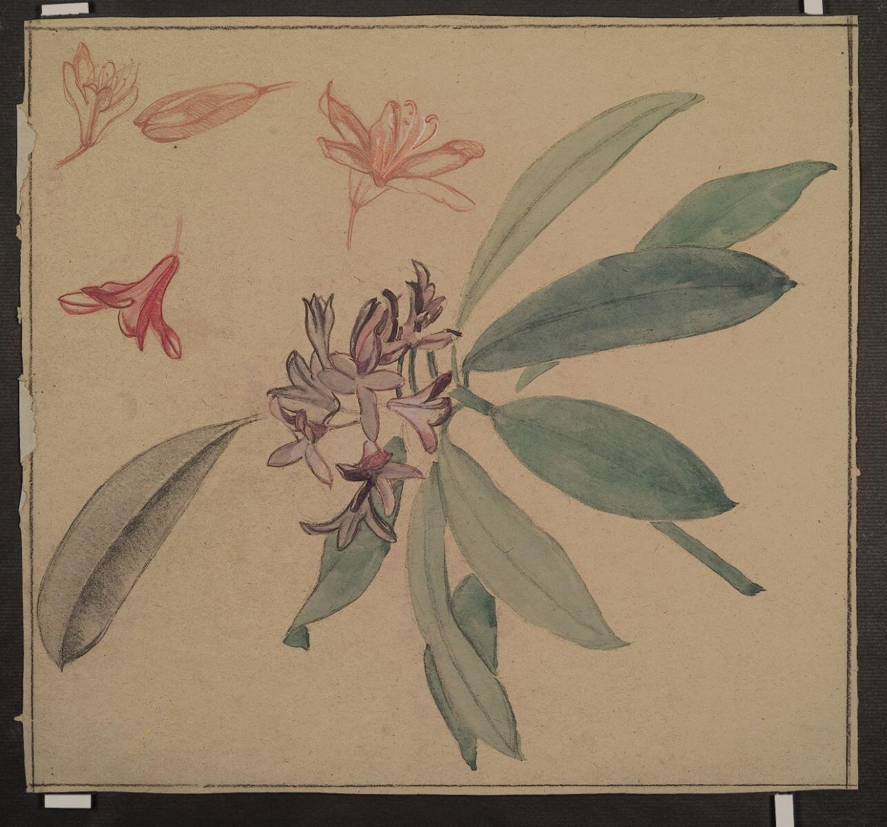 Etude de lilas (recto verso), Louis Guingot, 4e quart 19e siècle, 1ère moitié 20e siècle