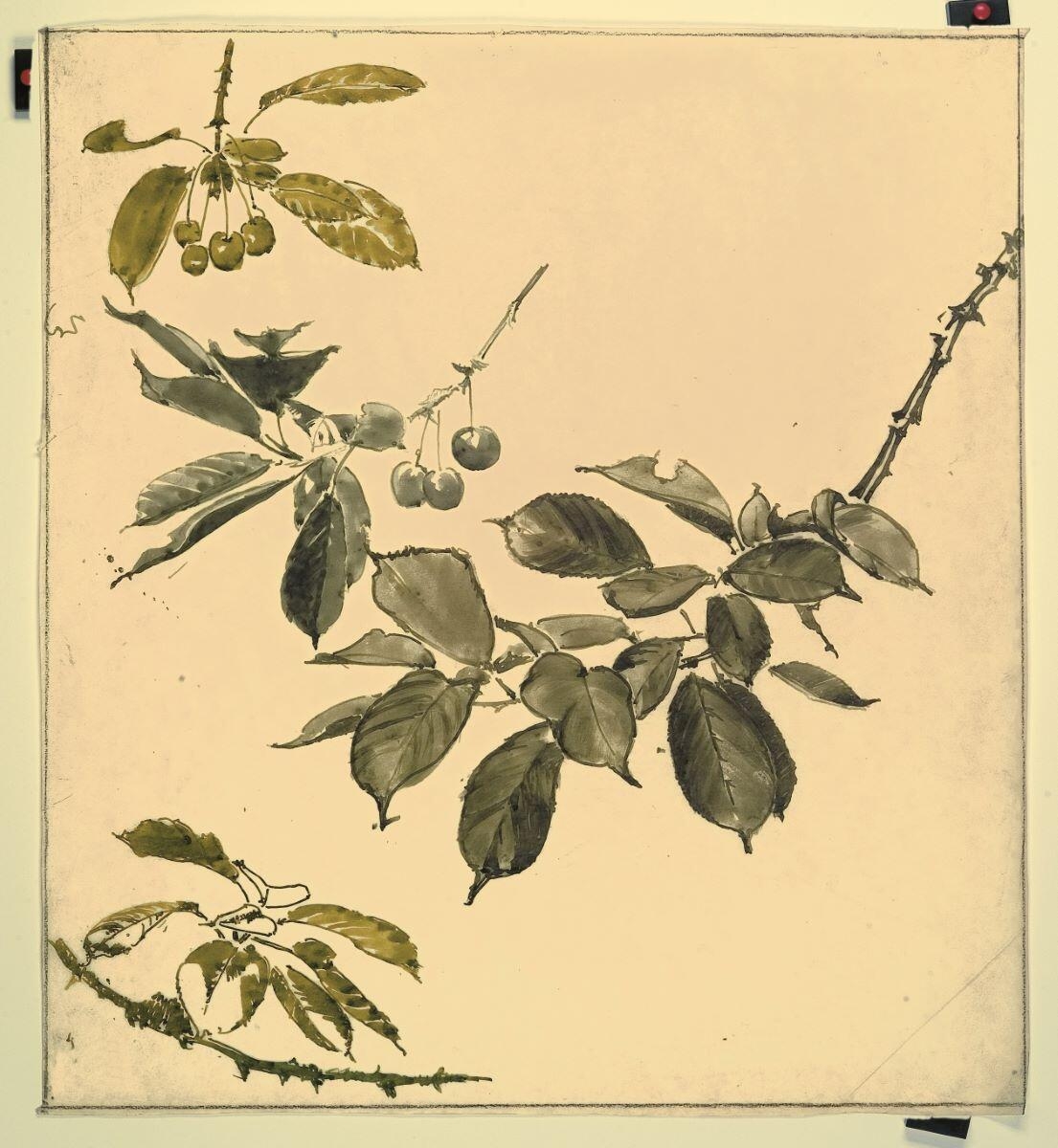 Etude de branches de cerisier, Louis Guingot, 4e quart 19e siècle, 1ère moitié 20e siècle