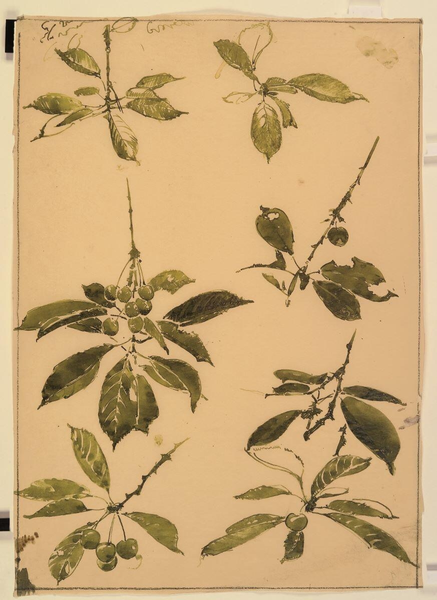 Etude de branches de cerisier, Louis Guingot, 4e quart 19e siècle, 1ère moitié 20e siècle