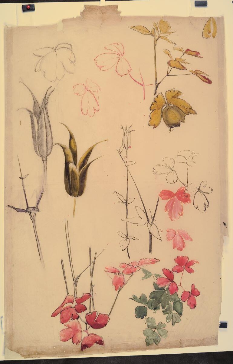Etude d'ancolies, Louis Guingot, 4e quart 19e siècle, 1ère moitié 20e siècle