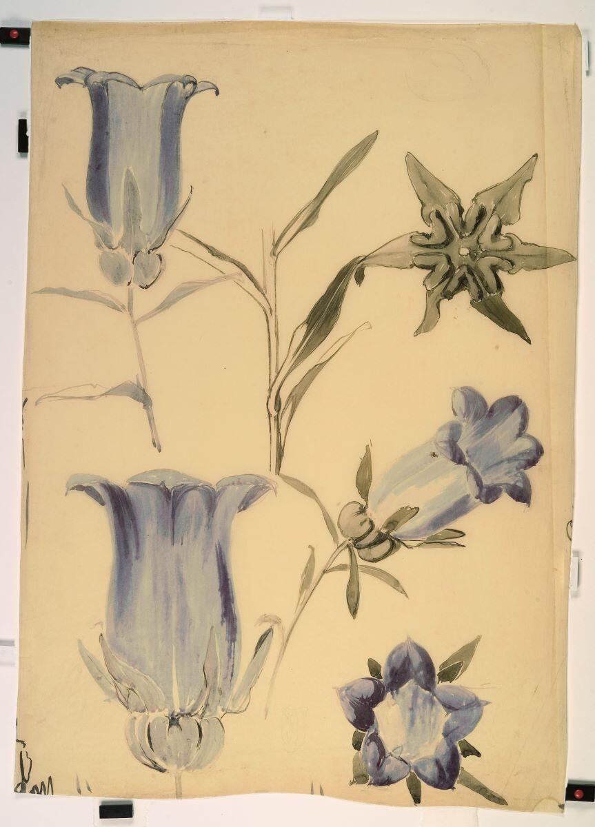 Etude de campanules_0