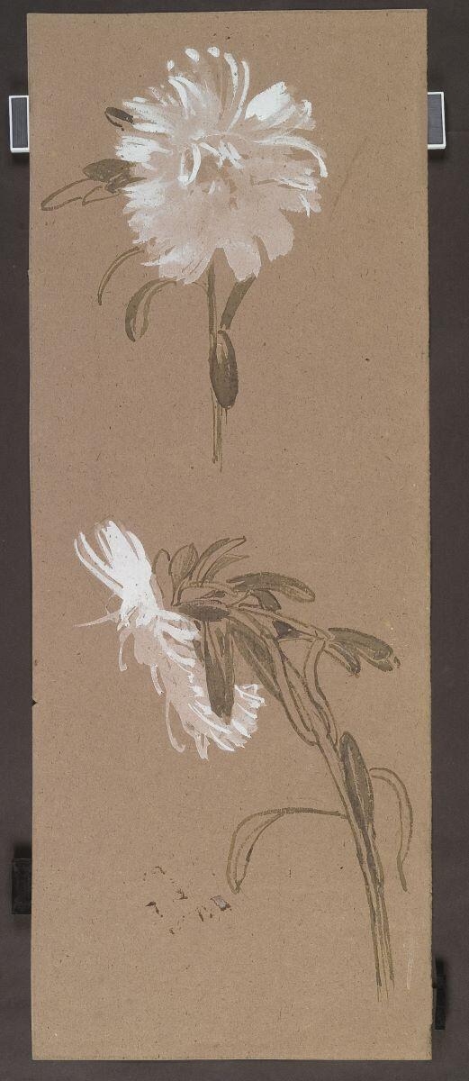 Etude de chrysanthèmes, Louis Guingot, 4e quart 19e siècle, 1ère moitié 20e siècle