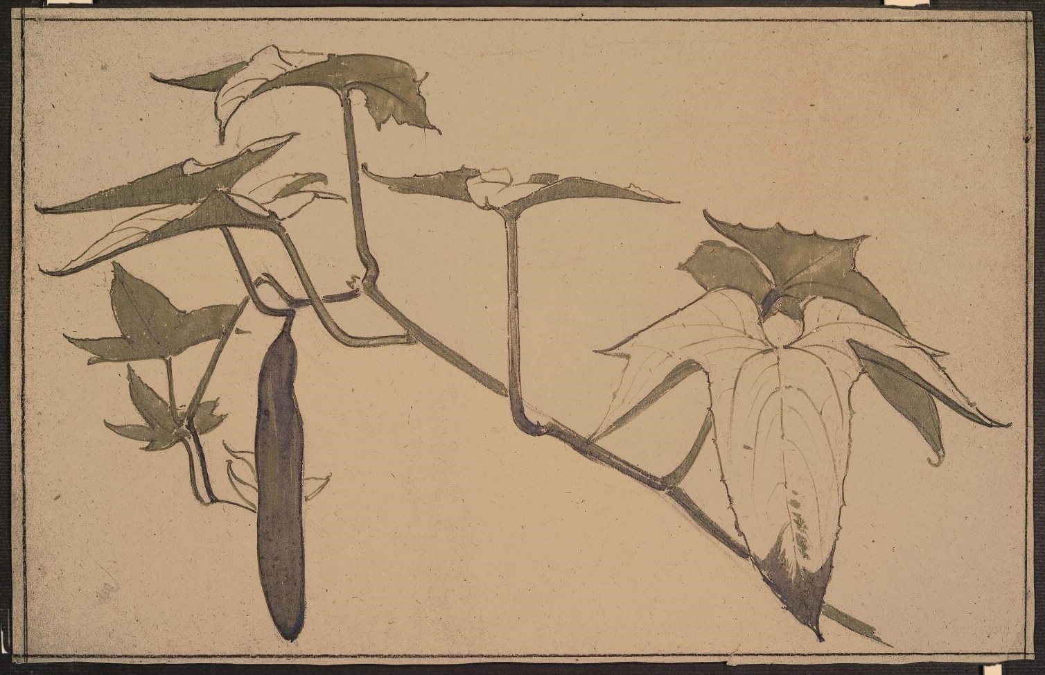 Branche de cornichon, Louis Guingot, 4e quart 19e siècle, 1ère moitié 20e siècle