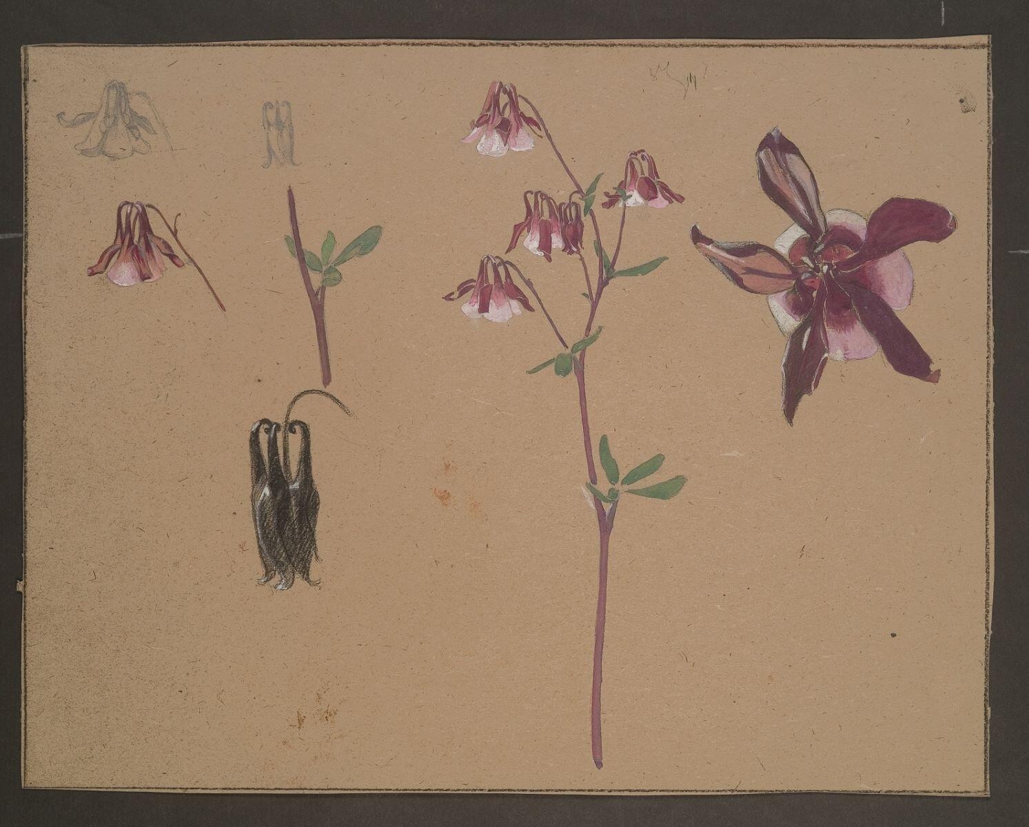 Etude d'ancolies (recto) ; Etude pour un décor (verso), Louis Guingot, 4e quart 19e siècle, 1ère moitié 20e siècle