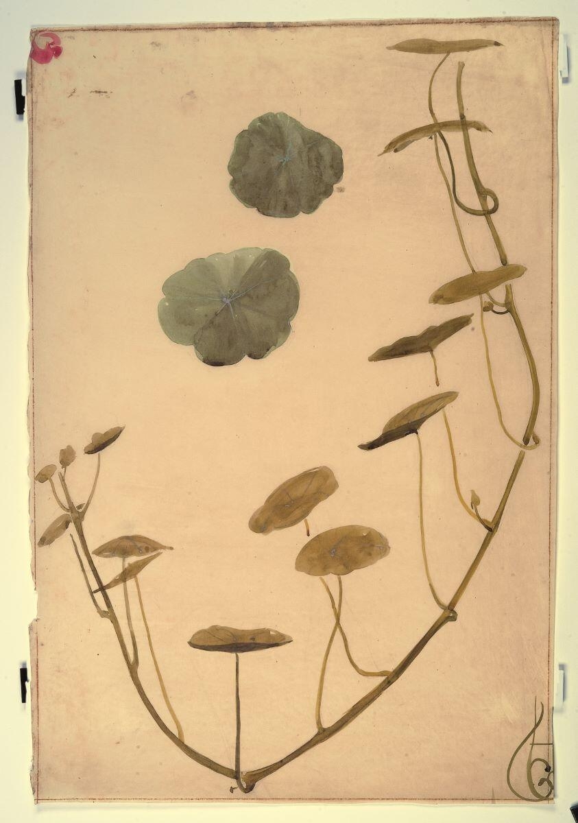 Branche de capucine, Louis Guingot, 4e quart 19e siècle, 1ère moitié 20e siècle