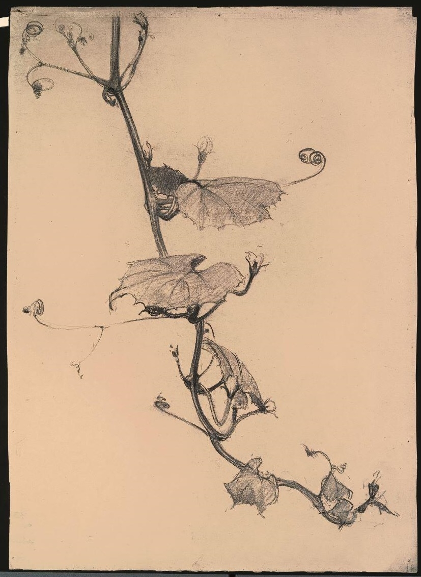Branche de vigne sauvage, Louis Guingot, 4e quart 19e siècle, 1ère moitié 20e siècle