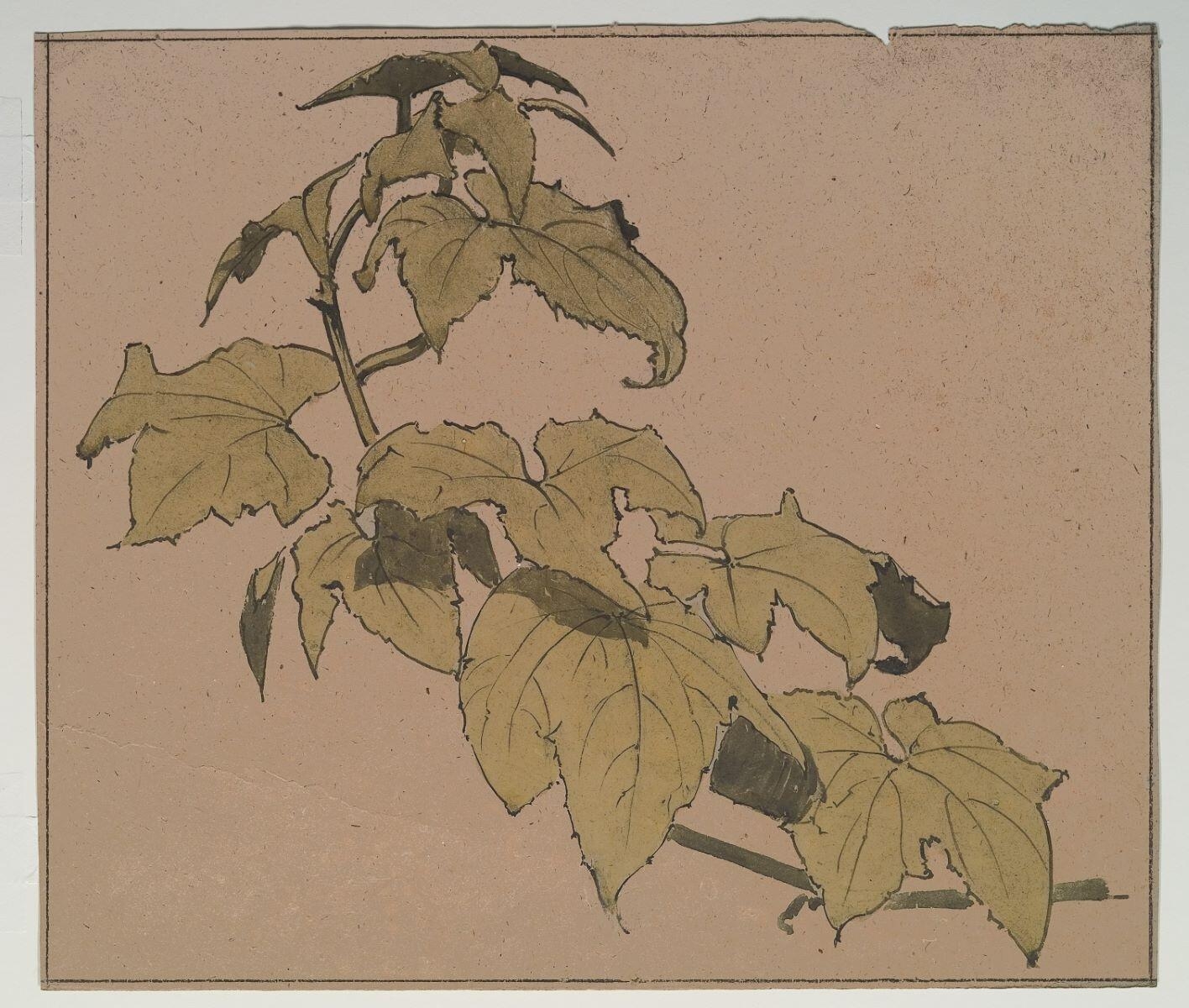 Branche de vigne sauvage, Louis Guingot, 4e quart 19e siècle, 1ère moitié 20e siècle