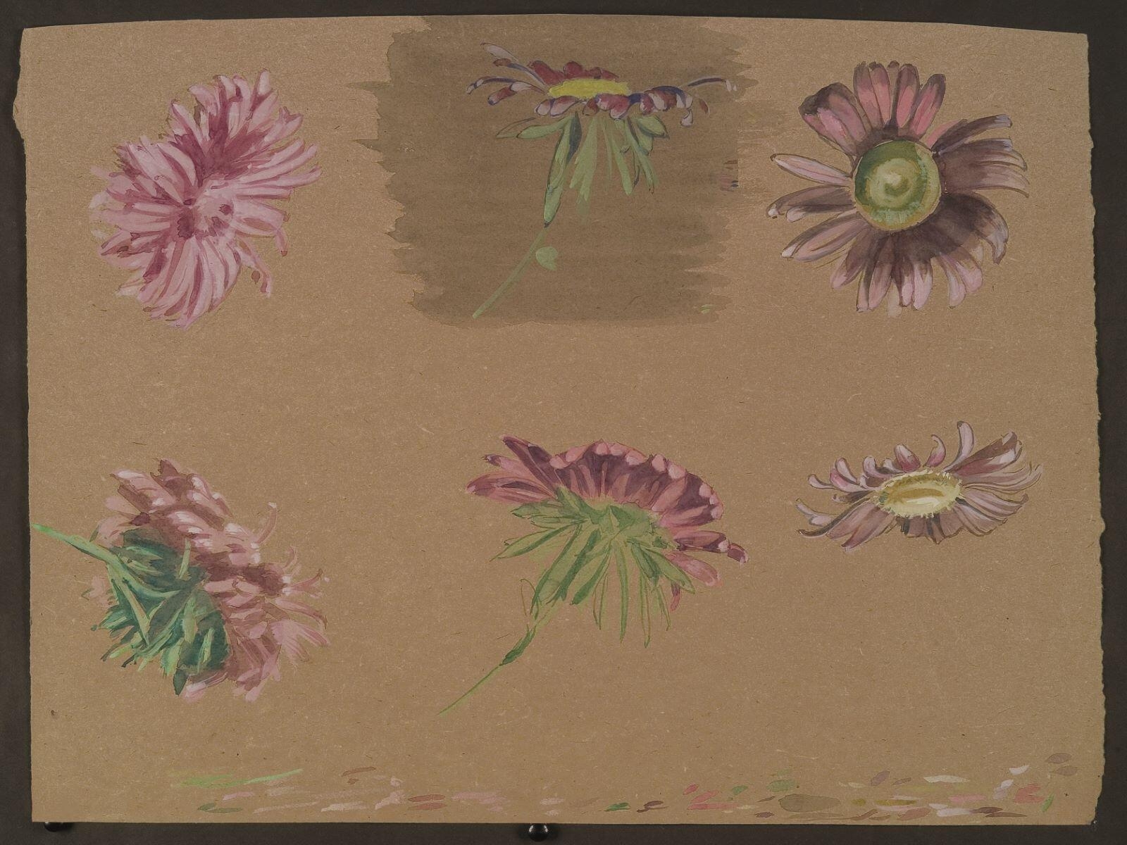 Etude de chrysanthèmes, Louis Guingot, 4e quart 19e siècle, 1ère moitié 20e siècle