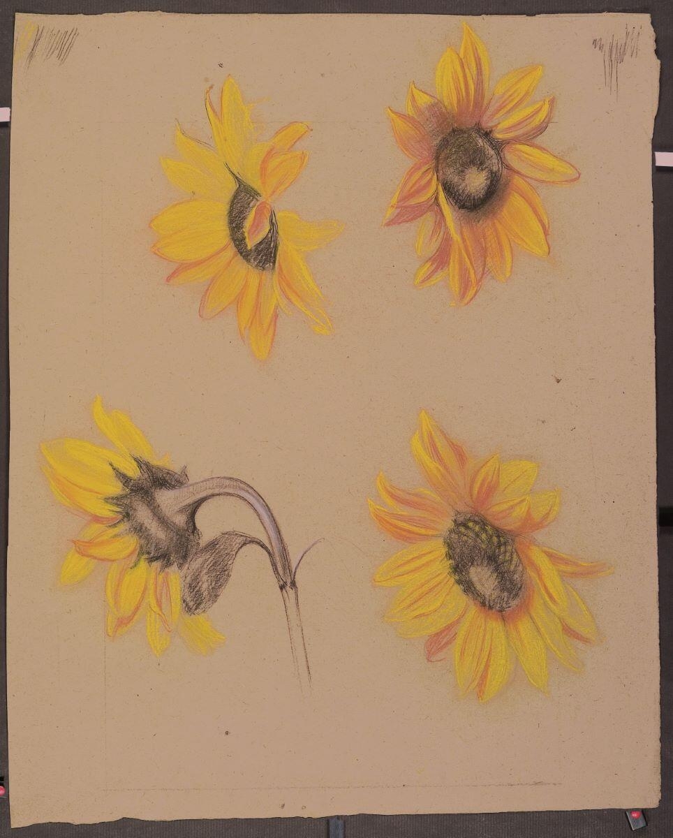 Etude de tournesols, Louis Guingot, 4e quart 19e siècle, 1ère moitié 20e siècle