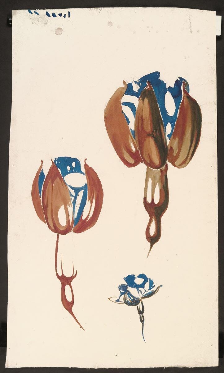 Etude de fuchsias, Louis Guingot, 4e quart 19e siècle, 1ère moitié 20e siècle