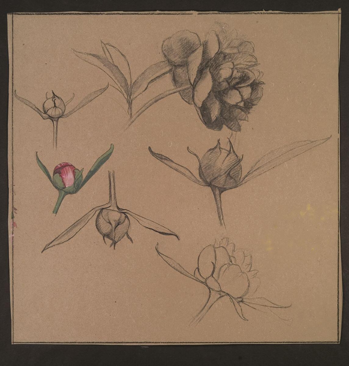 Etude de pivoines, Louis Guingot, 4e quart 19e siècle, 1ère moitié 20e siècle