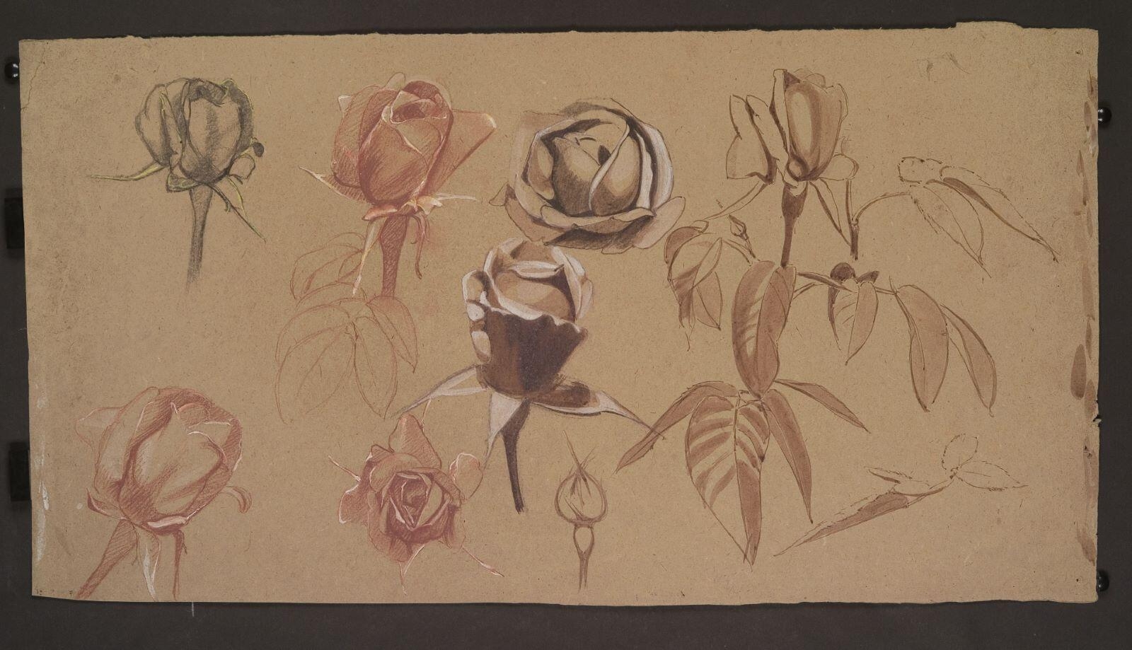Etude de roses, Louis Guingot, 4e quart 19e siècle, 1ère moitié 20e siècle