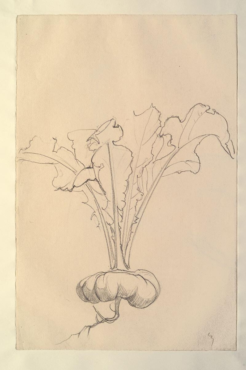 Navet (recto) ; Étude pour Harmonie (verso), Louis Guingot, 4e quart 19e siècle, 1ère moitié 20e siècle