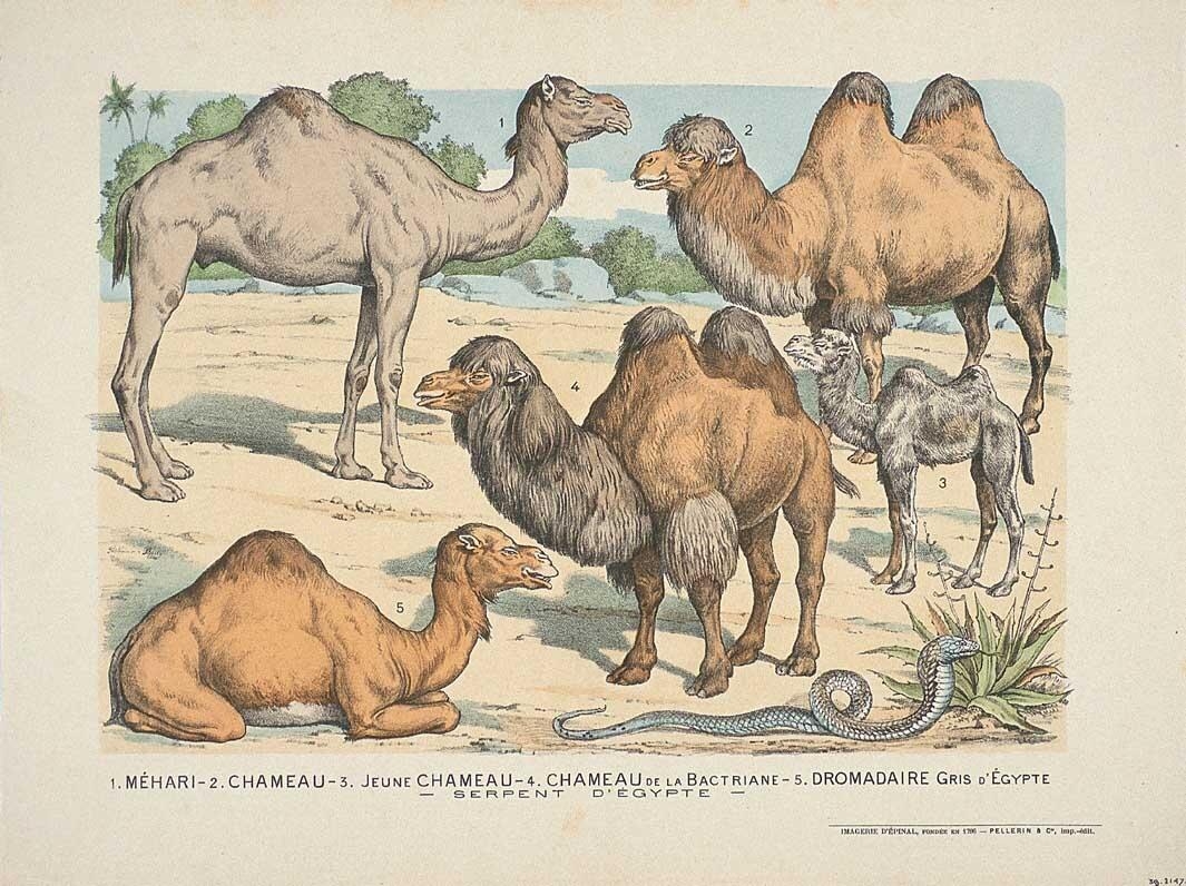 1. MÉHARI - 2. CHAMEAU - 3. JEUNE CHAMEAU - 4. CHAMEAU DE LA BACTRIANE - 5. DROMADAIRE GRIS D’EGYPTE / - SERPENT D'ÉGYPTE - (titre inscrit)_0