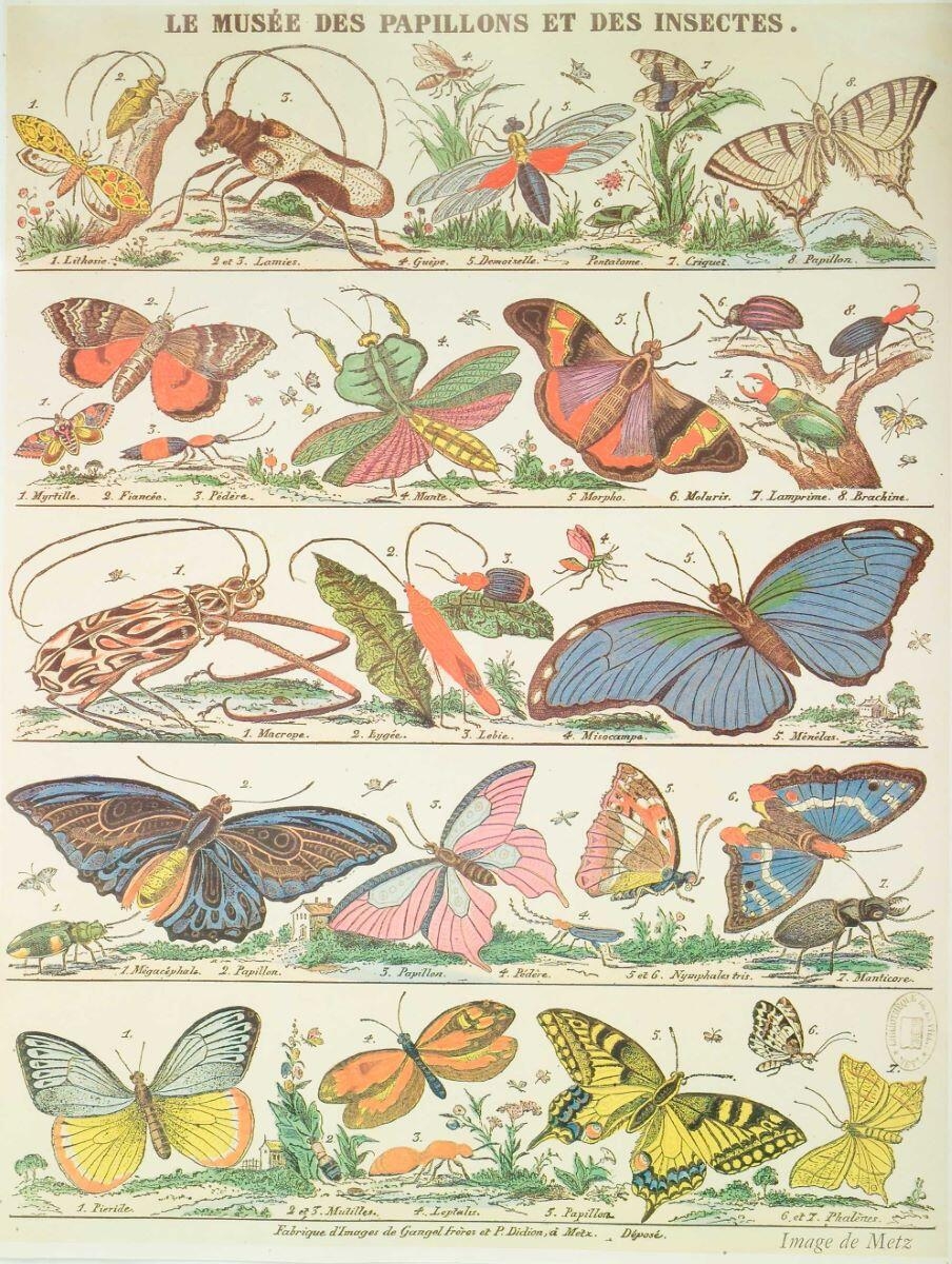 LE MUSÉE DES PAPILLONS ET DES INSECTES. (titre inscrit)_0