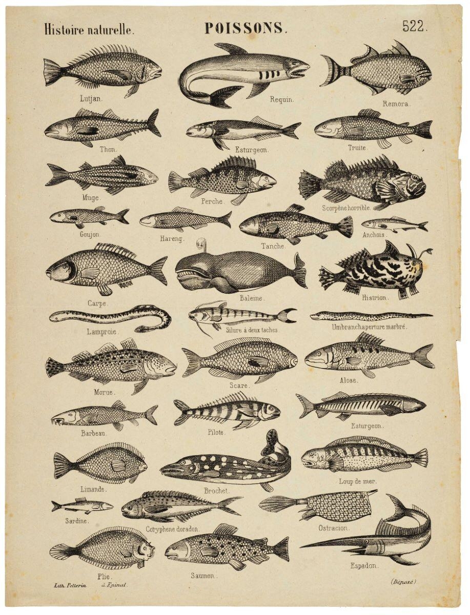 Histoire naturelle. POISSONS. 522. (titre inscrit)_0