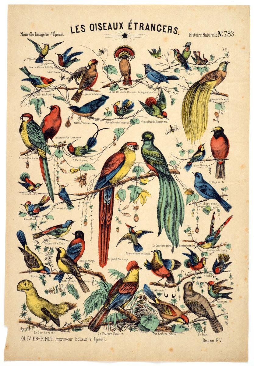 LES OISEAUX ÉTRANGERS. / Histoire Naturelle N°.783. (titre inscrit)_0