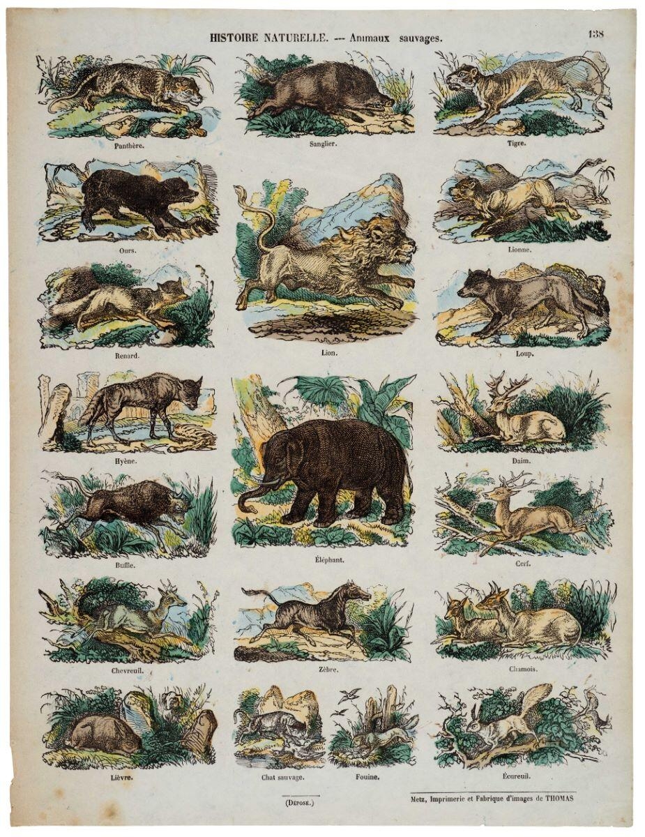 HISTOIRE NATURELLE. --- Les animaux sauvages. 138 (titre inscrit), Charles Thomas, 1865-1872