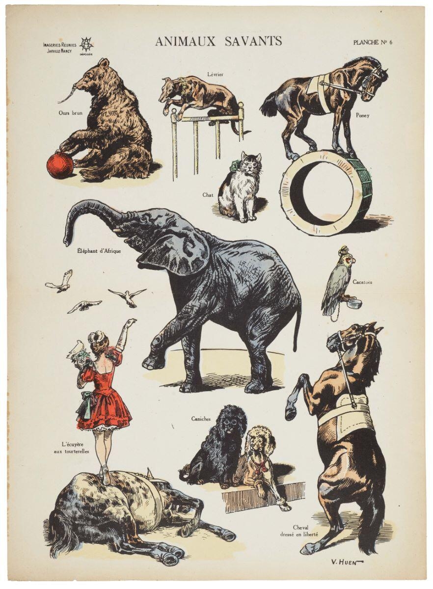 ANIMAUX SAVANTS / PLANCHE N°6 (titre inscrit), Victor Huen, 1919 après