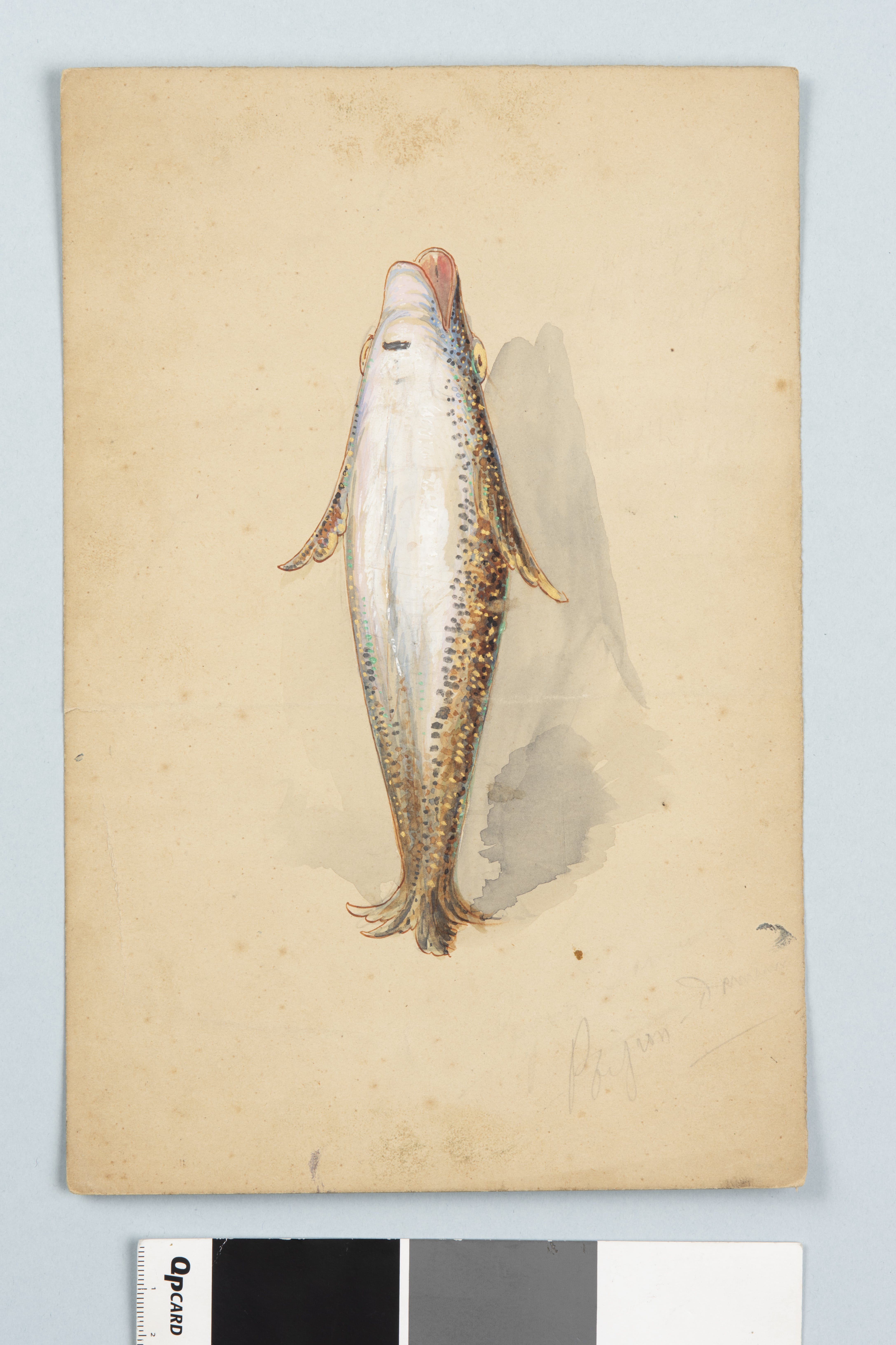 poisson (carpe), Paul Hadol, vers 1865-1867