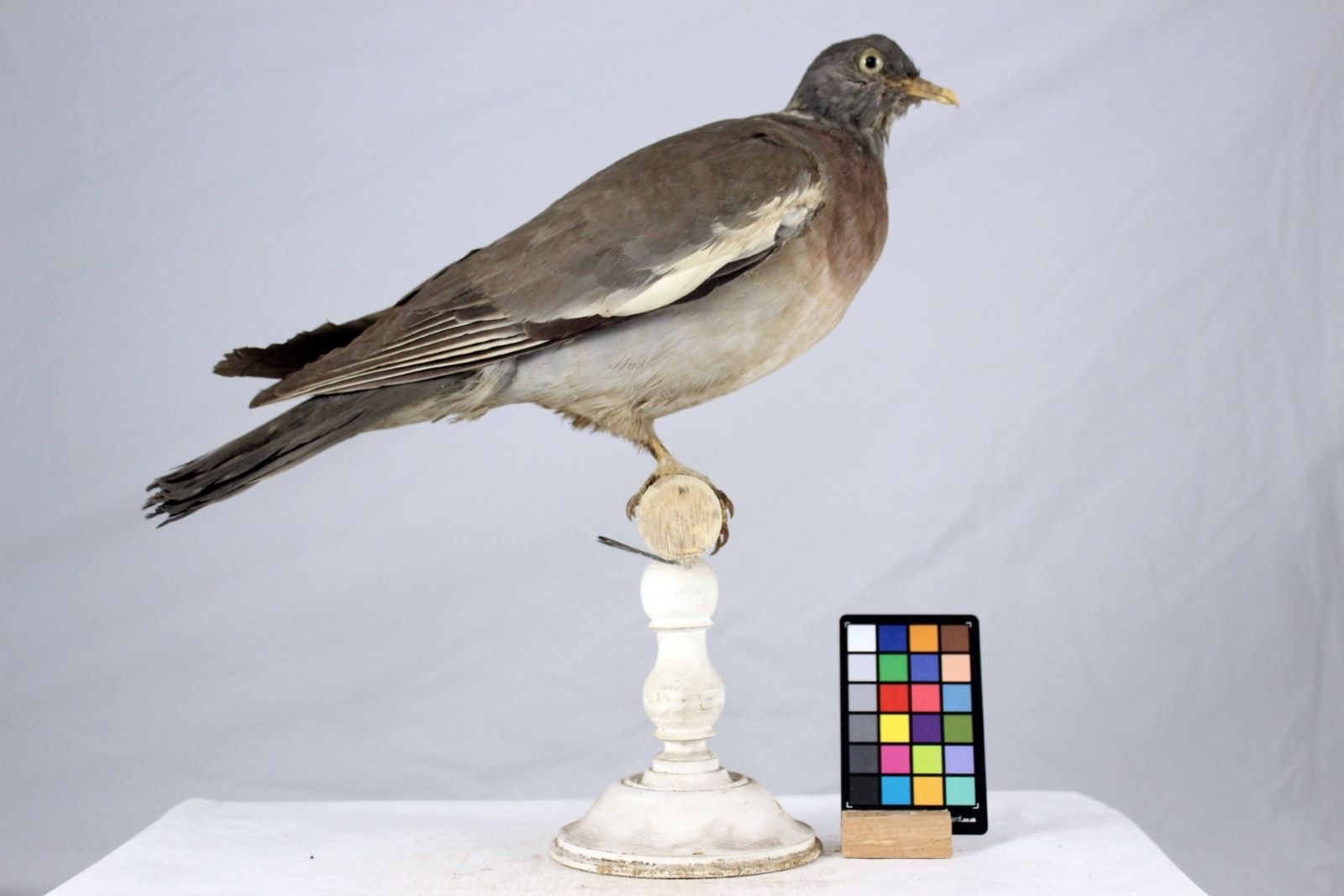 Pigeon ramier_2