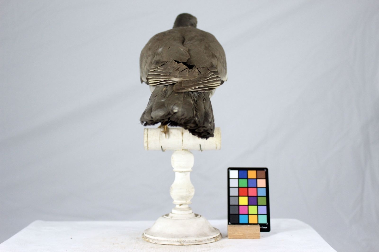 Pigeon ramier_4