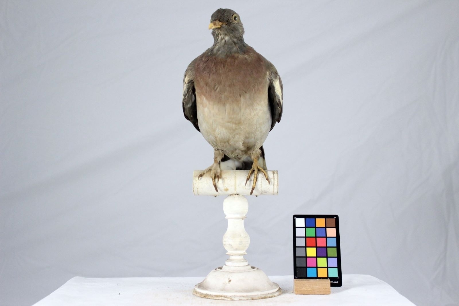 Pigeon ramier_1