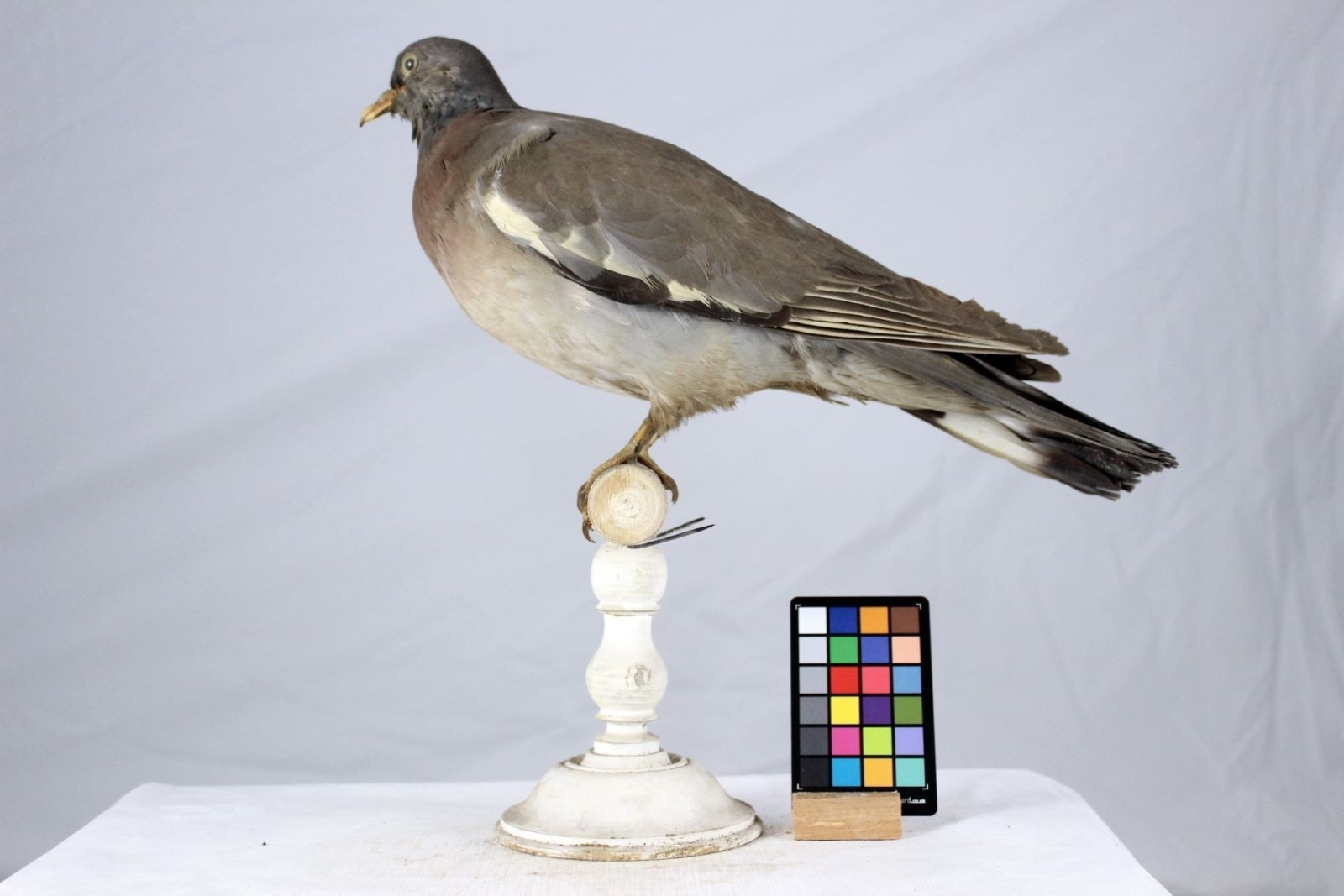 Pigeon ramier_0