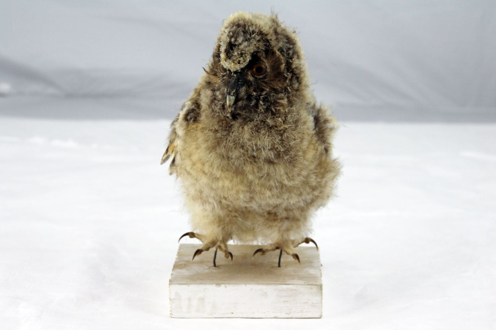 Hibou moyen-duc_1