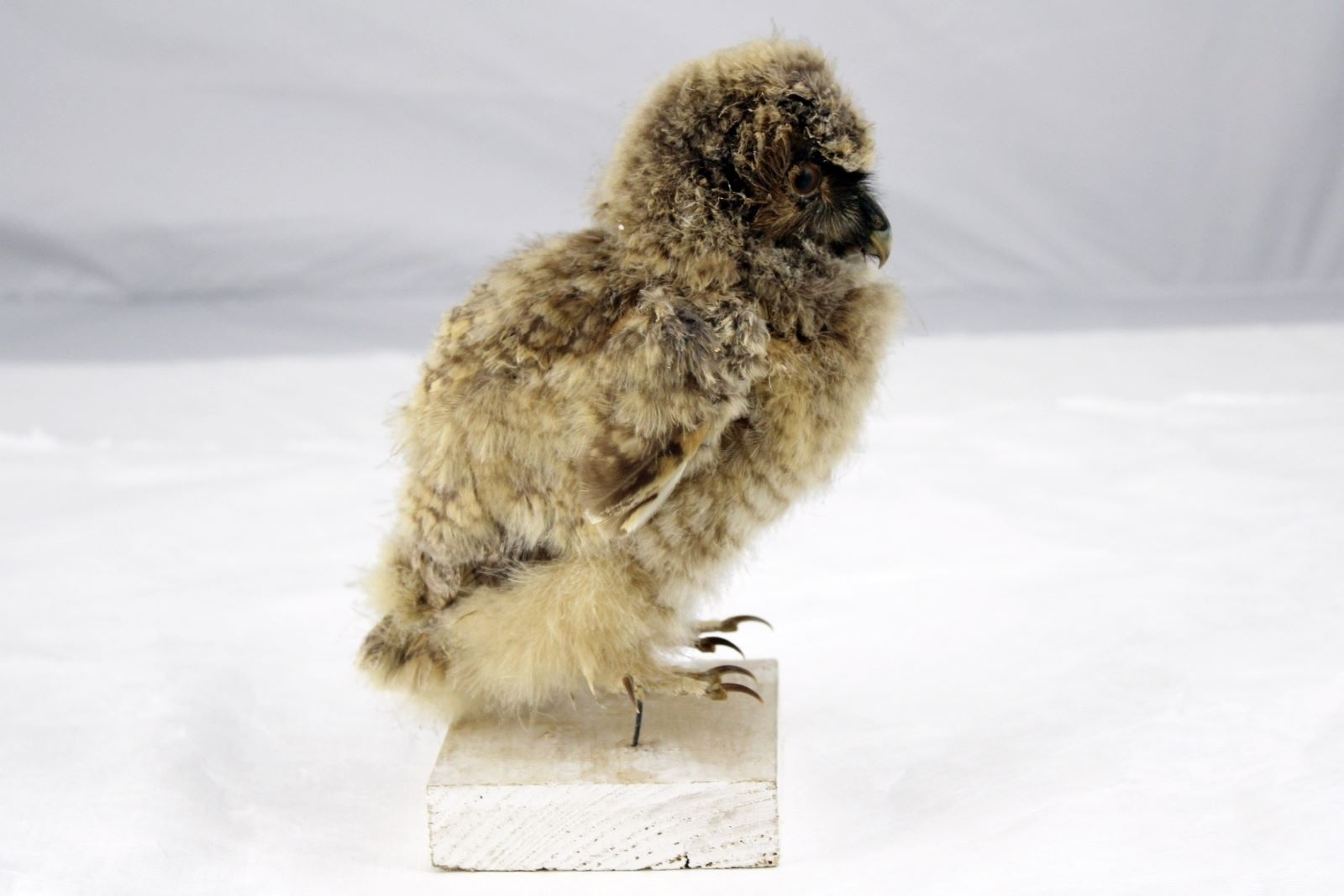 Hibou moyen-duc_0