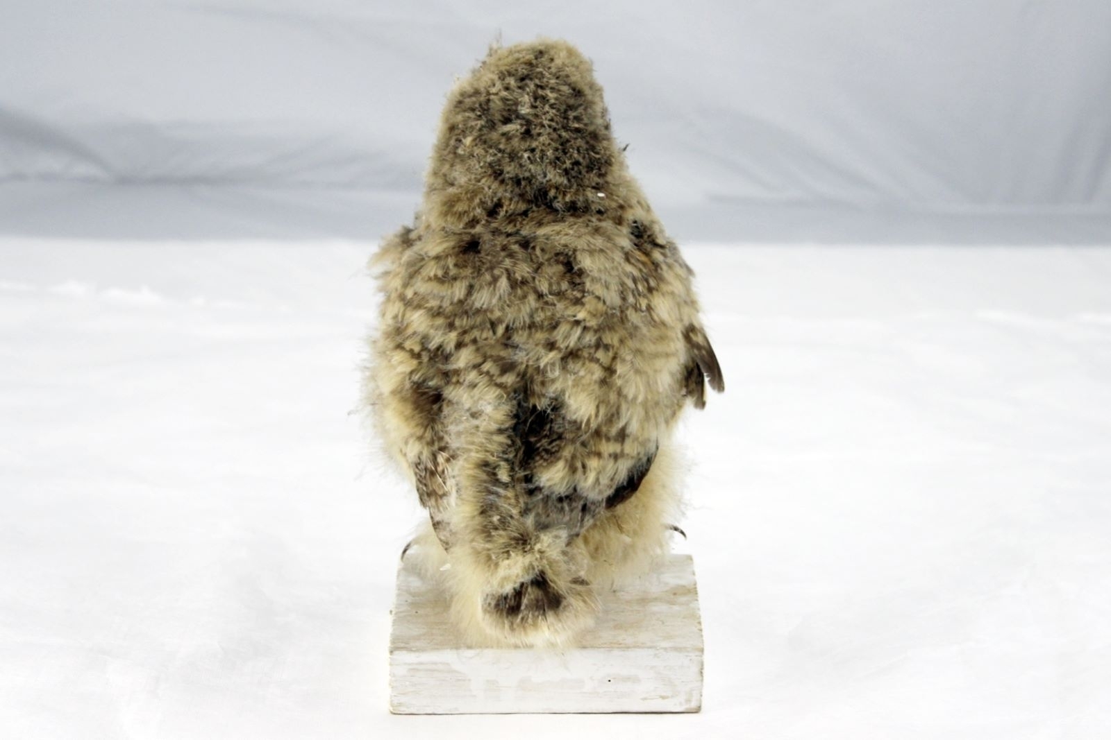 Hibou moyen-duc_4