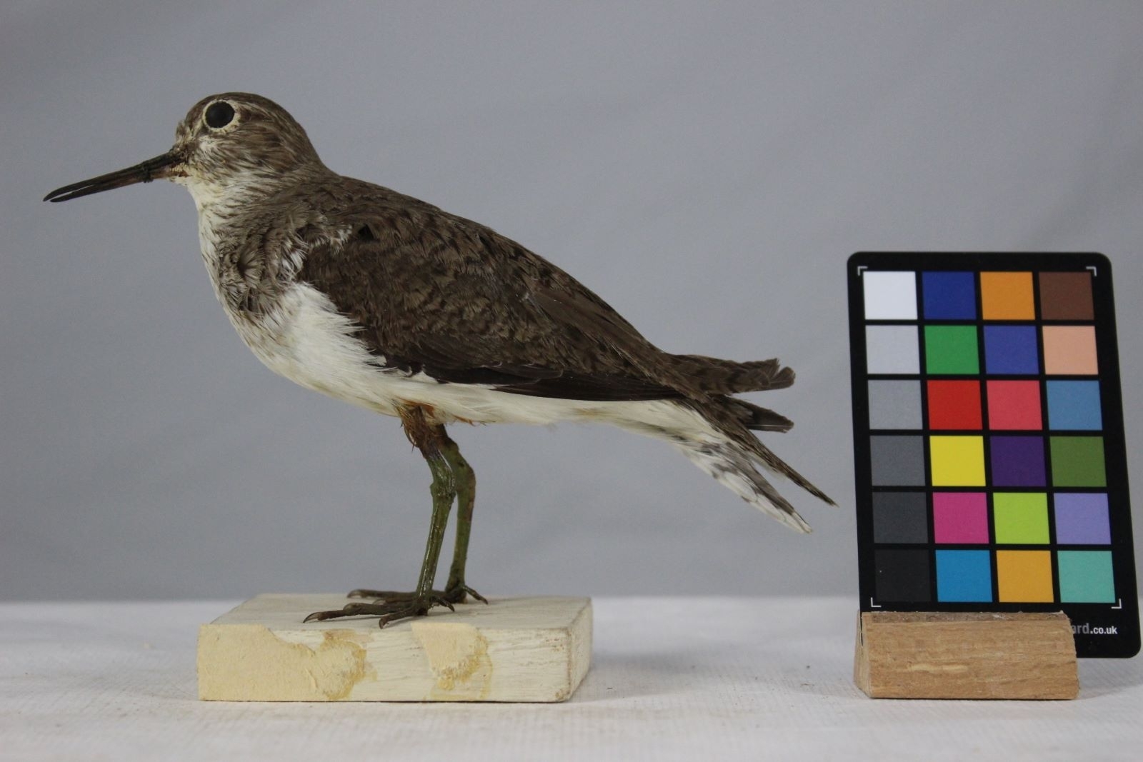 Chevalier guignette_0