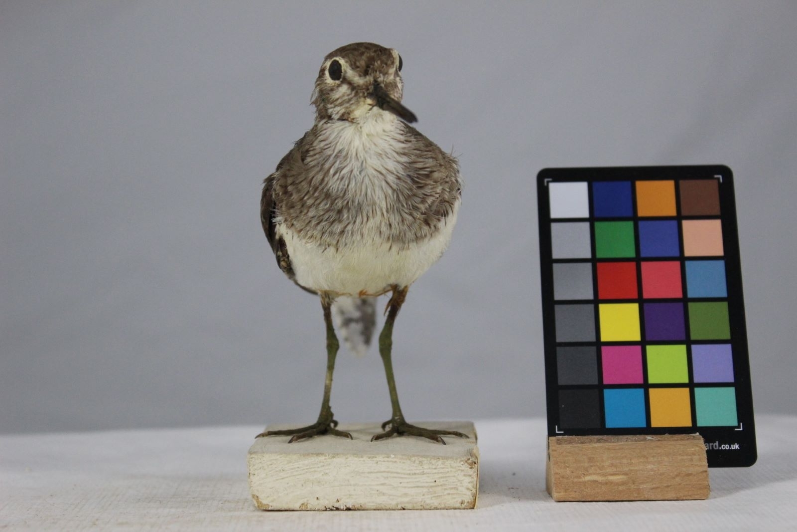 Chevalier guignette_1