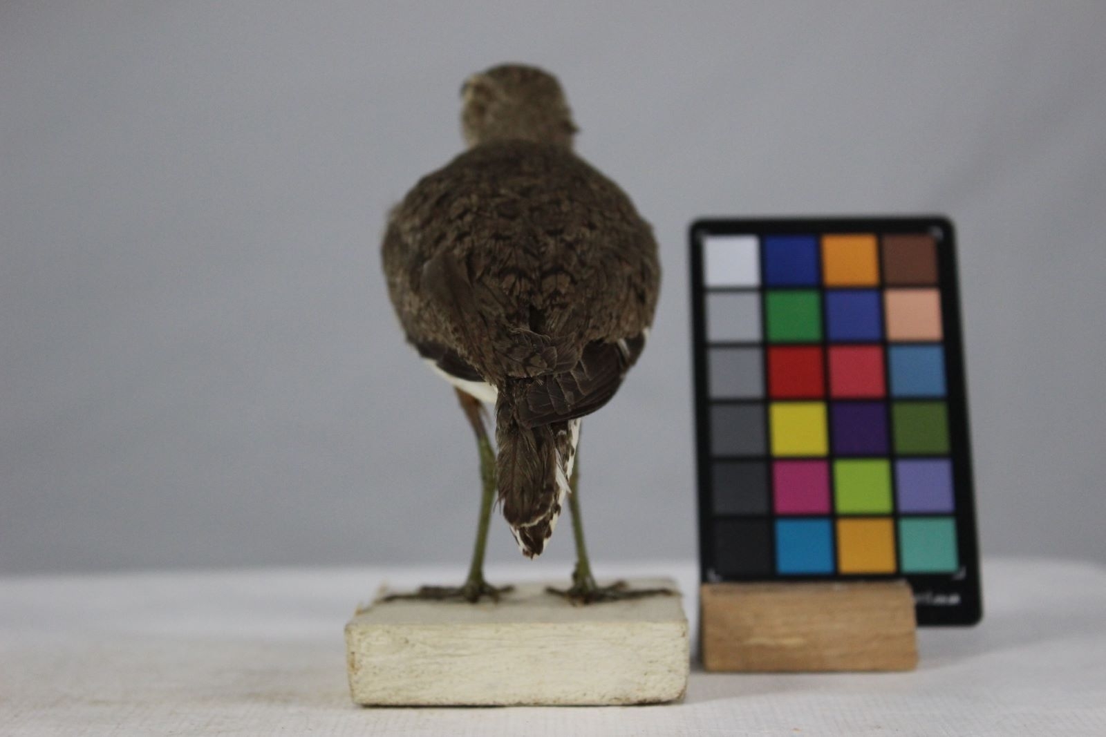 Chevalier guignette_3