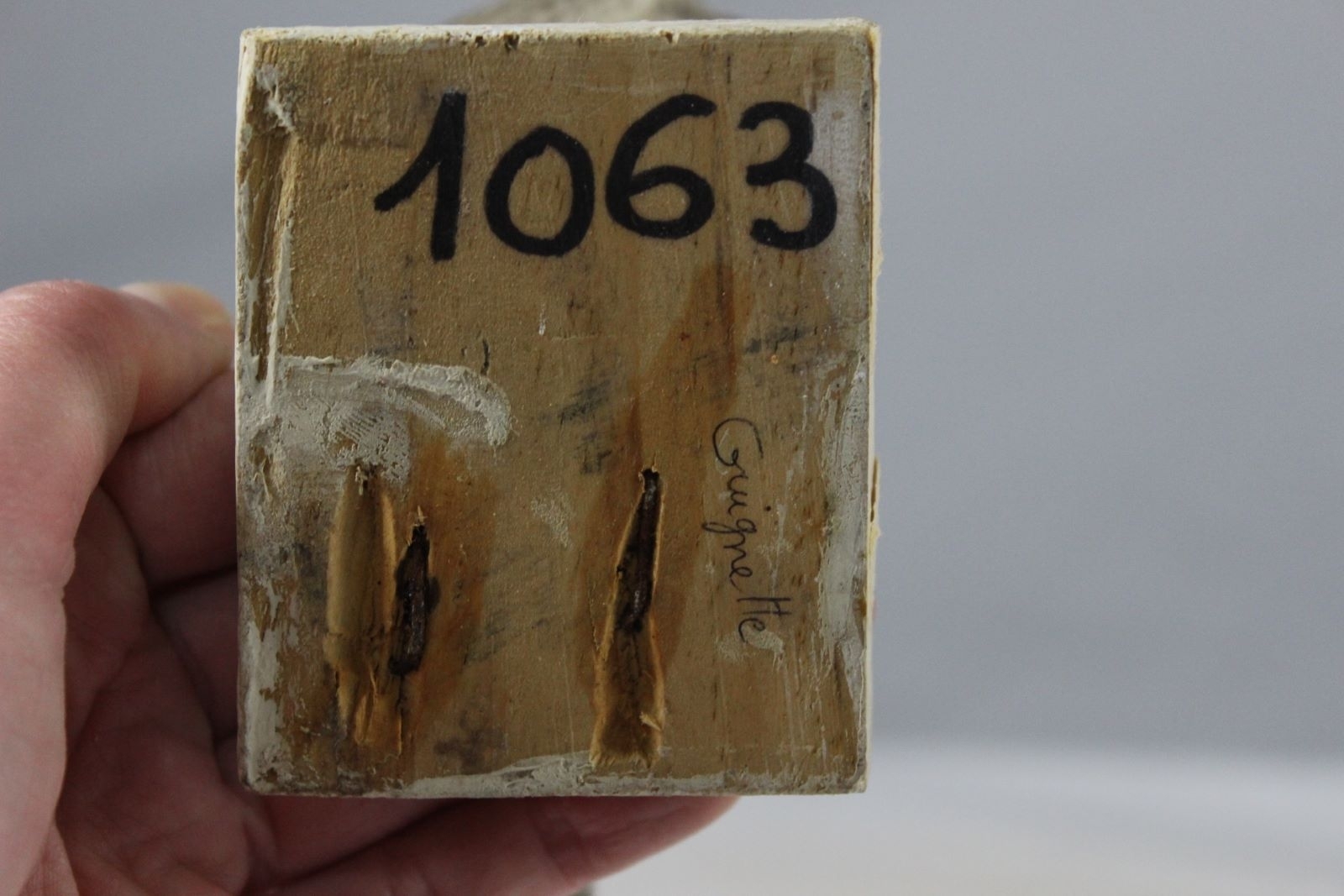 Chevalier guignette_4