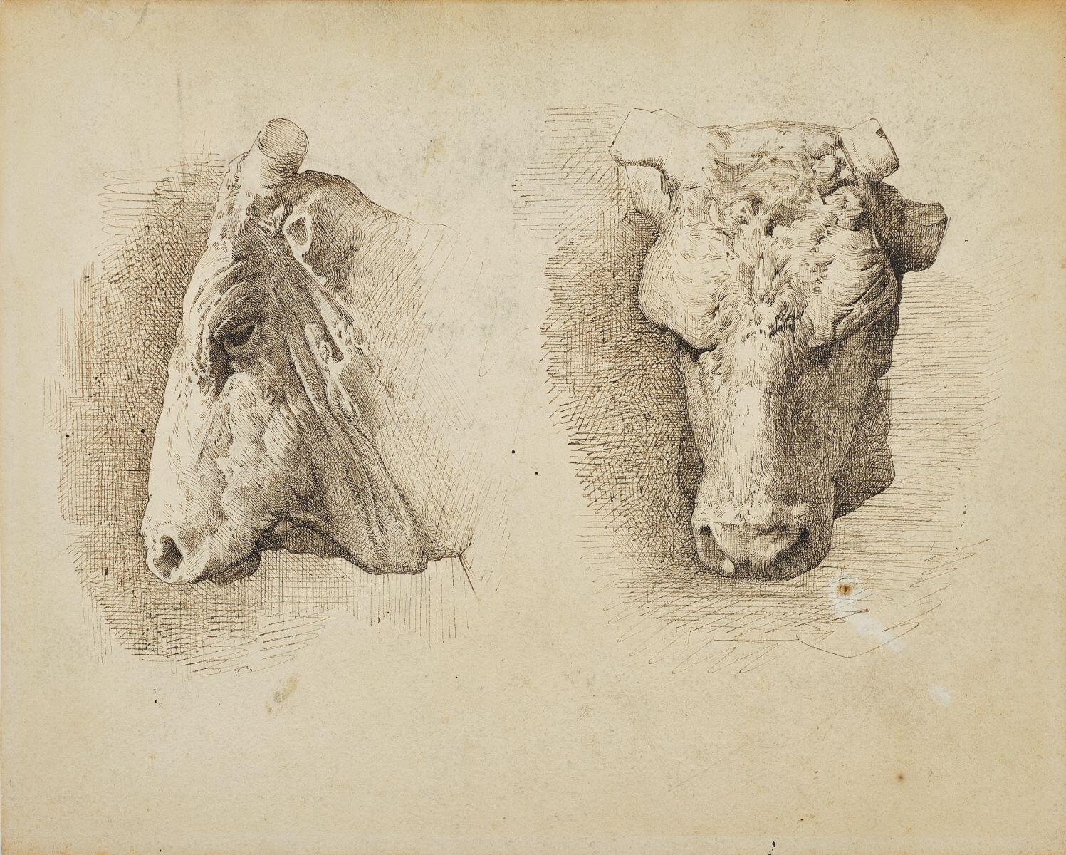 Tête de boeuf, de profil et de face, François-Nicolas Chifflart, 1850 de,1899 à