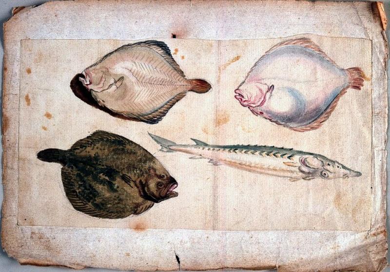 Etude de turbot et d'esturgeon_0