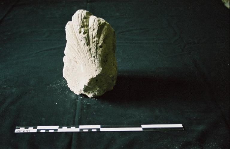 Chapiteau, fragment, élément végétal_0