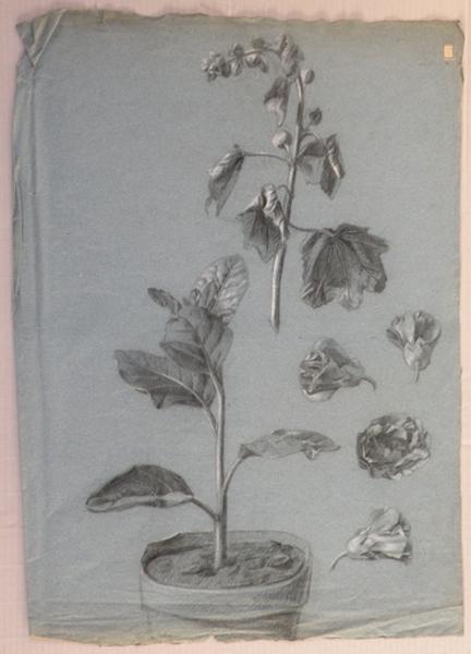 Fleurs, Marie Nicolas, 3e quart 19e siècle