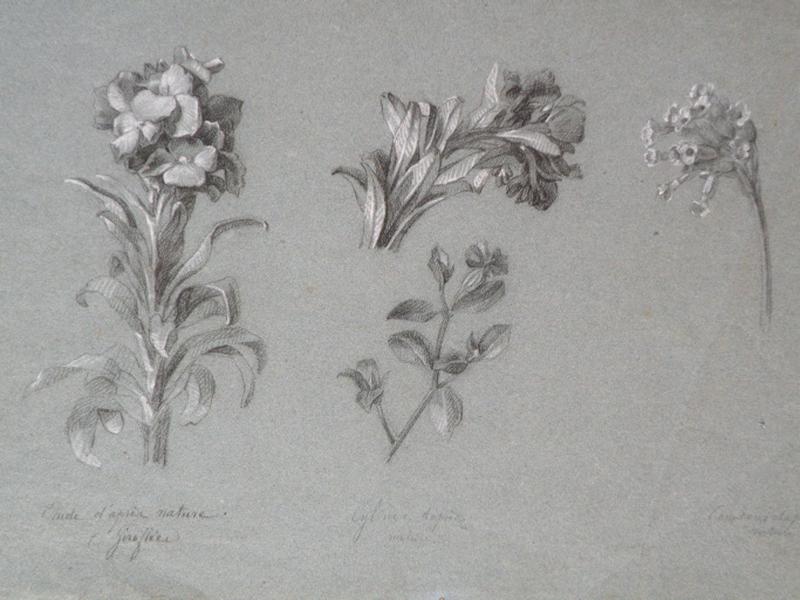 Giroflée, Marie Nicolas, 3e quart 19e siècle