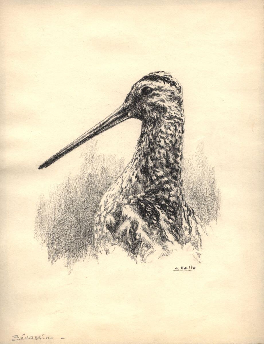 Bécassine (titre factice)_0
