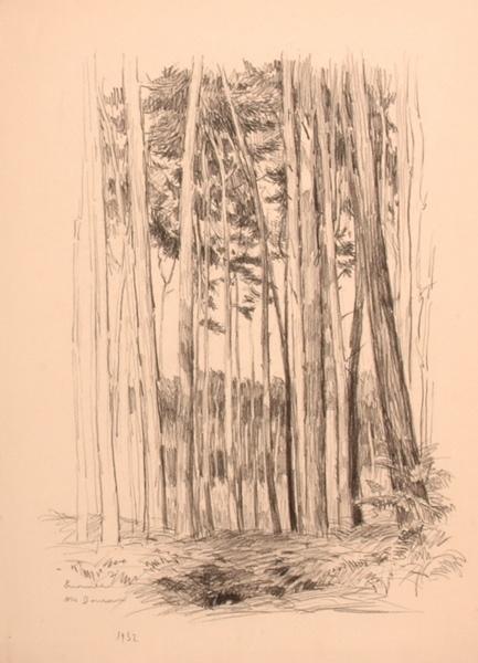 Futaie en forêt d'Ermenonville (titre factice)_0