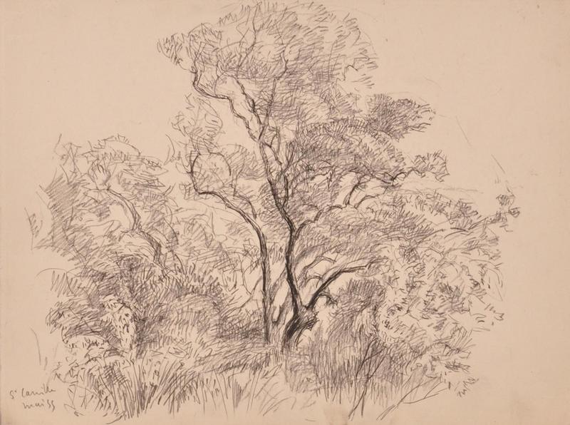 Arbres à la villa Sainte-Camille (titre factice)_0