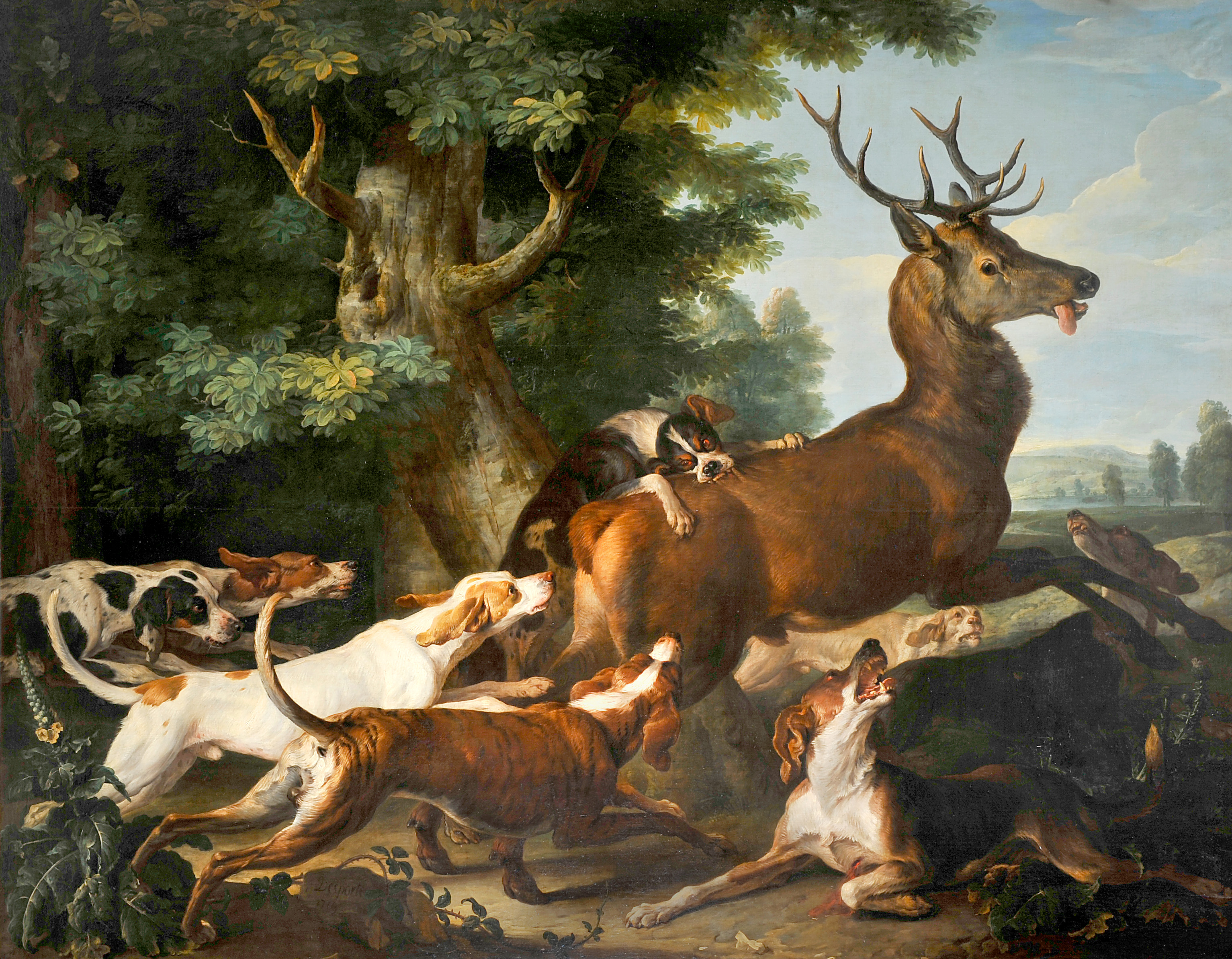 Débuché de cerf_0